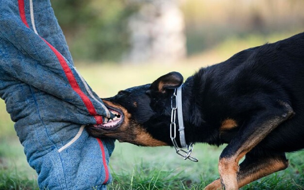 You are currently viewing What Is the Average Dog Bite Settlement in California?
