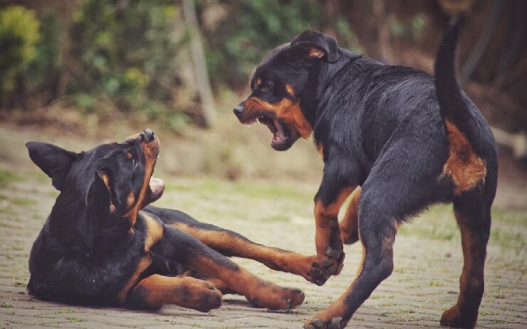 You are currently viewing What Dog Breeds Have the Strongest Bite Force?